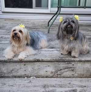 Meet your Posher, Holly